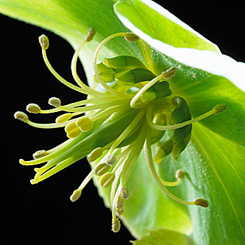 菟葵,花,特写