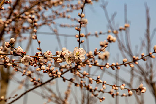 花卉