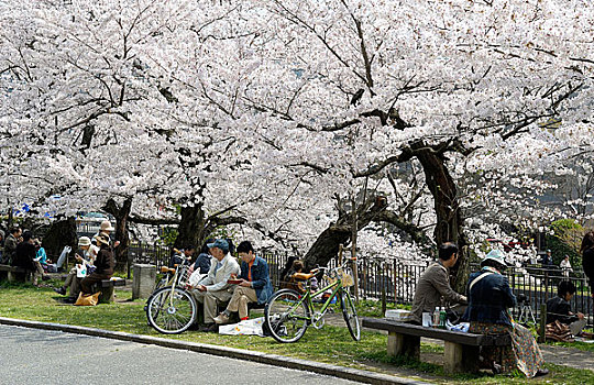 日本,京都,樱桃树,开花