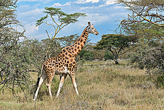 长颈鹿,走,纳库鲁湖国家公园,肯尼亚,非洲