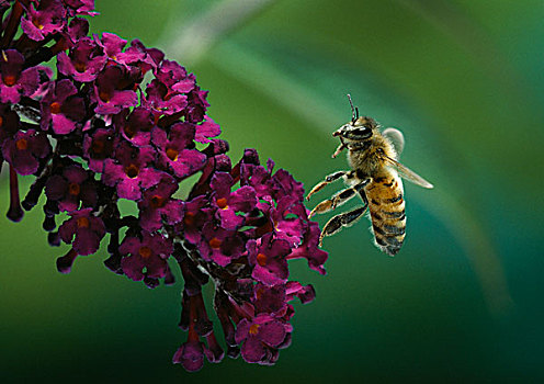蜜蜂,意大利蜂,悬空,上方,花