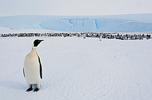 帝企鹅,靠近,生物群,湾,东方,南极
