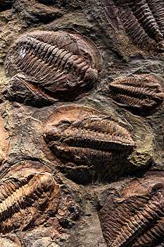 中国海洋博物馆的海洋生物化石,三叶虫
