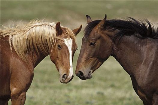 马,幼兽,幼仔,种马,嗅,普赖尔山野马放牧区,蒙大拿