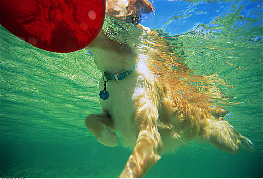 水下视角,狗,游泳,波多黎各