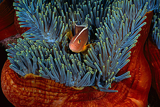 小丑鱼,生活方式,华美,海葵,公主海葵,主人,巴厘岛,印度尼西亚