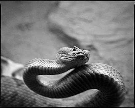 蛇,新墨西哥