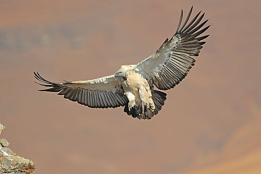 秃鹰,南非兀鹫,飞行,城堡,国家公园,纳塔耳,南非,非洲
