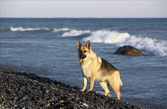 德国牧羊犬,狗,岩石,海滩