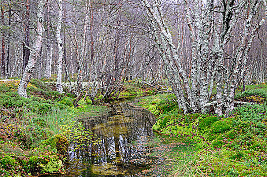 清晰,溪流,树林,靠近,国家公园,挪威,斯堪的纳维亚,欧洲