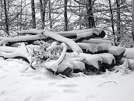 积雪,堆,木头