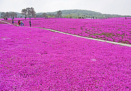 芝樱小镇风光