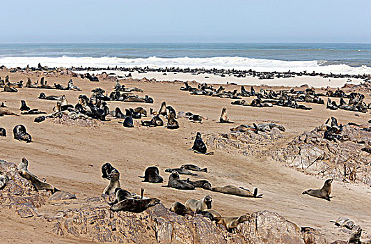 纳米比亚,克罗斯角,毛皮,海豹