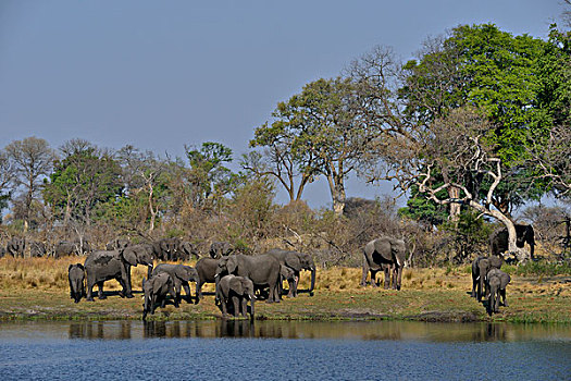 非洲象,牧群,河,国家公园,赞比西河,区域,细条,纳米比亚,非洲