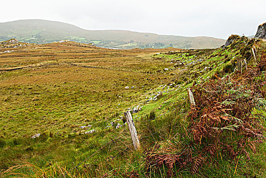 木篱,柱子,土地,雾,间隙,爱尔兰