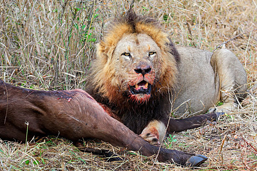 非洲狮,捕食