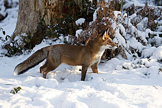 红狐,狐属,成年,站立,雪中,诺曼底