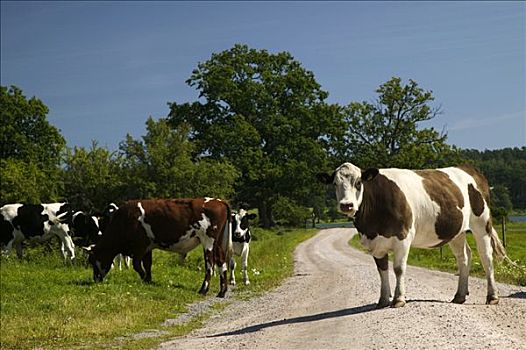 母牛,途中,瑞典