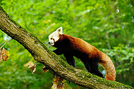 红熊猫,小熊猫,树的分支