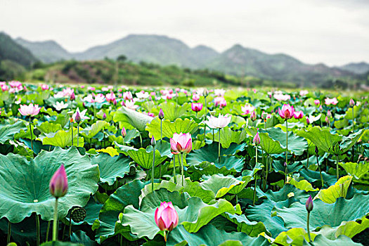 特写,粉色,莲花,湖,中国,山,背景