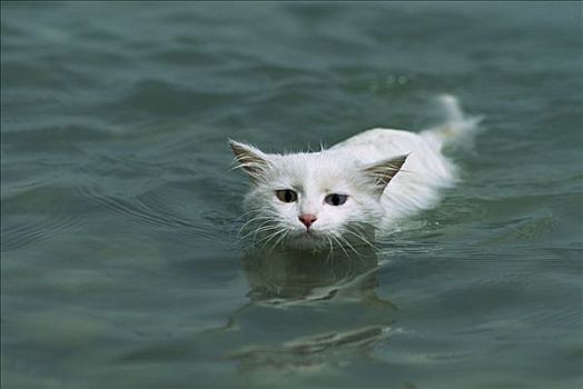 家猫,成年,一个,蓝眼睛,眼,游泳