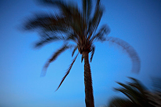 动感,棕榈树,清晰,蓝天
