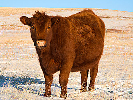 牲畜,红色,牛肉,母牛,积雪,冬天,草原,草场,下午,亮光,艾伯塔省,加拿大