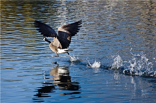 黑额黑雁,起飞,水