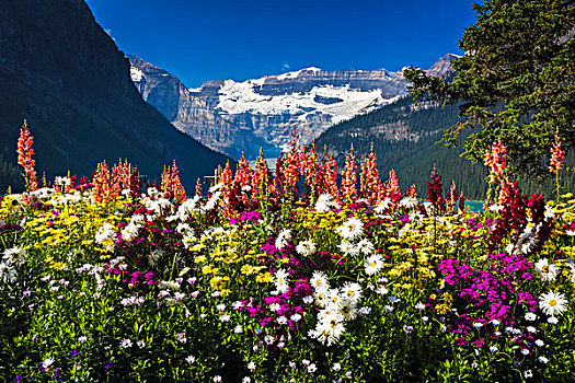 花,路易斯湖,维多利亚山,班芙国家公园,艾伯塔省,加拿大