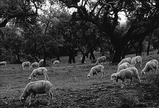 绵羊,放牧,地点,葡萄牙