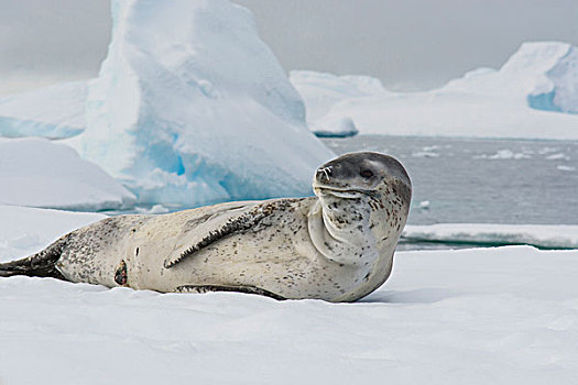 南极,湾,海豹,睡觉,浮冰