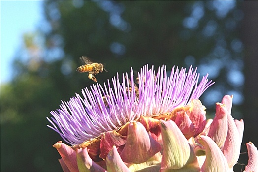 蜜蜂,洋蓟,花