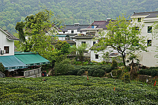 西湖茶乡,龙井