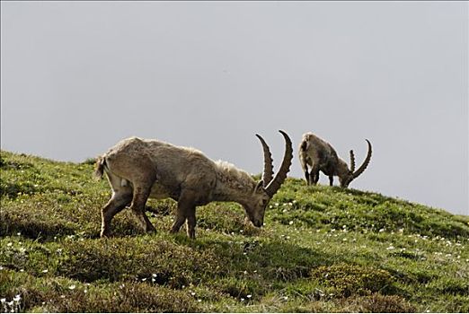 大帕拉迪索国家公园,皮埃蒙特区,奥斯塔谷,意大利,阿尔卑斯山,羱羊