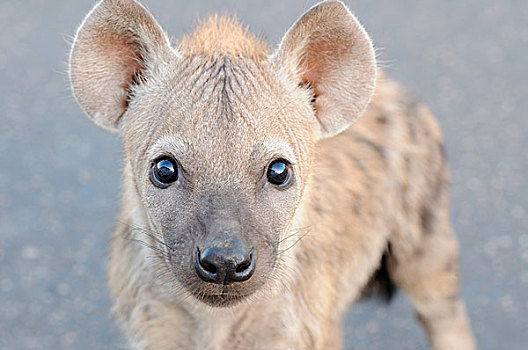 斑鬣狗,笑,鬣狗,幼兽,站立,道路,好奇,早晨,克鲁格国家公园,南非,非洲