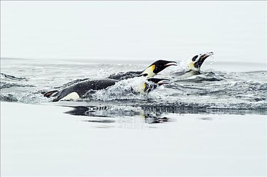 帝企鹅,三个,游泳,南极