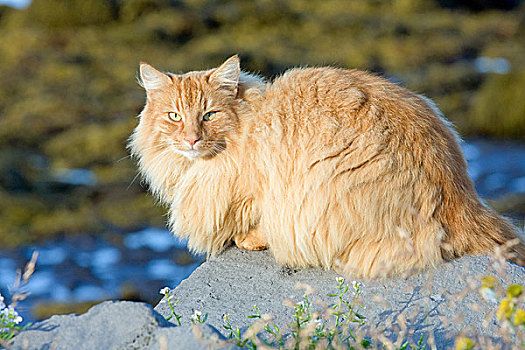 家猫,橙色,斑猫,长发,冰岛,欧洲
