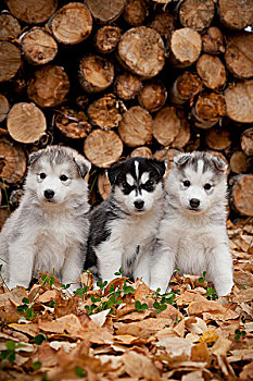 西伯利亚,哈士奇犬,小狗,秋叶,正面,一堆,木柴,原木,阿拉斯加