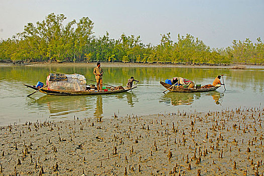 渔船,孙德尔本斯地区,世界遗产,保护区,红树林,树林,世界,区域,遮盖,水中,库尔纳市,孟加拉