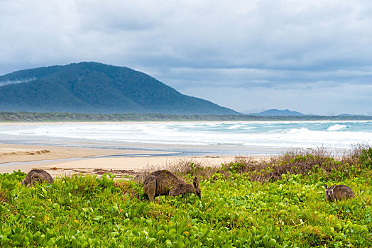 群,袋鼠,放牧,钻石海岬,海滩,新南威尔士,澳大利亚
