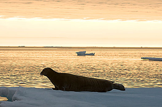 挪威,斯瓦尔巴群岛,斯匹次卑尔根岛,剪影,髯海豹,成年,浮冰