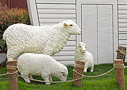 在羊圈草地吃草的羊