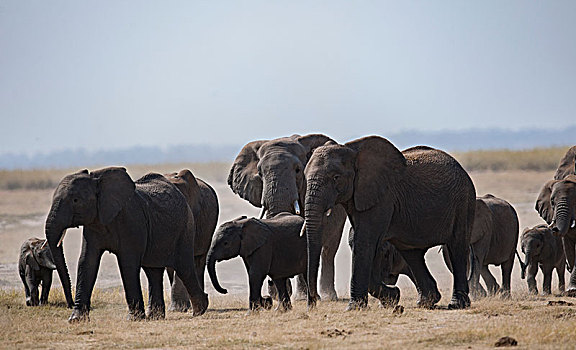 非洲大象097