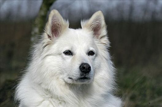 肖像,白色,母狗