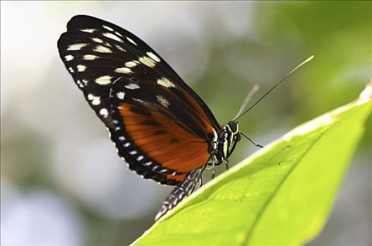 虎斑蝶,植物园,德国