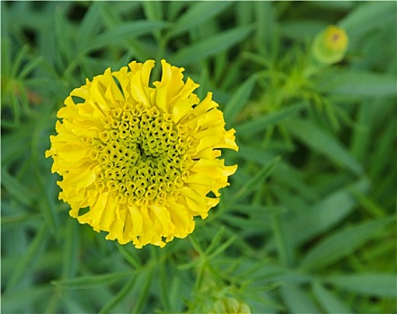 墨西哥,万寿菊,花