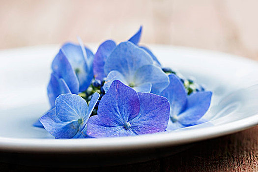 蓝色,八仙花属,盘子