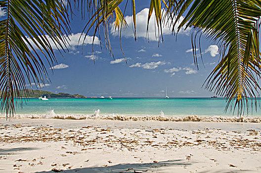 椰树,海滩,普拉兰岛,塞舌尔,非洲,印度洋