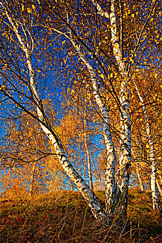 桦树,满,秋天,色彩,蓝天,夜光