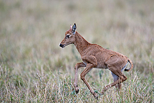 幼兽,跑,马赛马拉国家保护区,肯尼亚,非洲
